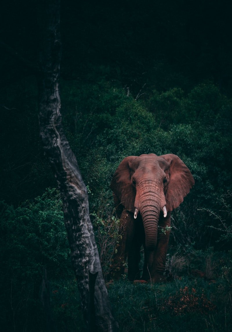 Jungle Safari in Nava Raipur - Raipur Taxi Tour